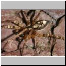 Anyphaena accentuata - Zartspinne w04 7mm.jpg